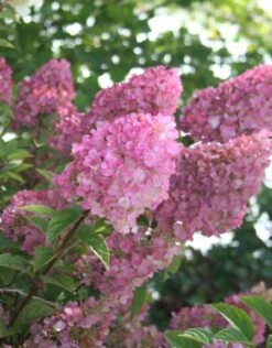 Kompakte Rispenhortensie `Sundae Fraise´ Hydrangea Paniculata `Sundae Fraise´ -GartenZauber Verkäufe Sundae Fraise Kordes Jungpflanzen