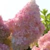 Kompakte Rispenhortensie `Sundae Fraise´ Hydrangea Paniculata `Sundae Fraise´ 2 Kompakte Rispenhortensie `Sundae Fraise´ Hydrangea Paniculata `Sundae Fraise´ -GartenZauber Verkäufe Sundae Fraise13oEjyJ3xi4YNJ