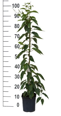 Bayernkiwi 3er-Set Mit Großfrüchtigen Sorten Actinidia Arguta -GartenZauber Verkäufe Super Jumbo weissFvoRaFC425vl0