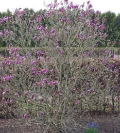 Purpur-Magnolie `Susan´ Magnolia Liliiflora `Susan´ -GartenZauber Verkäufe Susan Bl tezeit
