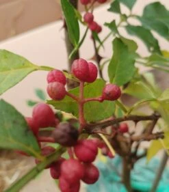 Szechuan Pfeffer Zanthoxylum Simulans 7 Szechuan Pfeffer Zanthoxylum Simulans -GartenZauber Verkäufe Szechuan Pfeffer