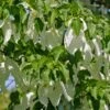 Taschentuchbaum / Taubenbaum Davidia Involucrata Vilmoriniana -GartenZauber Verkäufe Taschentuchbaum