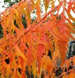 Essigbaum `Tiger Eyes´ Rhus Typhina `Tiger Eyes´ -GartenZauber Verkäufe Tiger Eyes Rhus