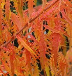 Essigbaum `Tiger Eyes´ Rhus Typhina `Tiger Eyes´ -GartenZauber Verkäufe Tiger Eyes Rhus1
