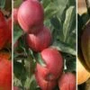 Halbstamm Drei-Sorten Apfelbaum (Gala, Elstar, Jonagold, Cox Orange) Malus Domestica -GartenZauber Verkäufe Trio Apfel Gala Elstar und Cox