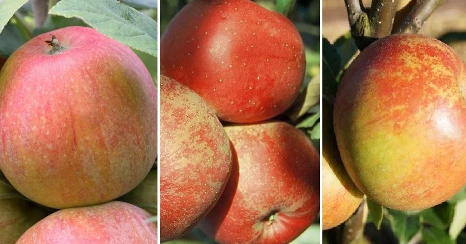 Drei-Sorten Apfelbaum (Alkmene, Melrose, Cox Orange, James Grieve) Malus Domestica 3 Drei-Sorten Apfelbaum (Alkmene, Melrose, Cox Orange, James Grieve) Malus Domestica