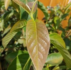 Schwarzer Tupelobaum Nyssa Sylvatica -GartenZauber Verkäufe Tupelobaum Blatt