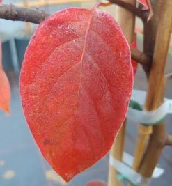 Schwarzer Tupelobaum Nyssa Sylvatica -GartenZauber Verkäufe Tupelobaum herbstf rbung 1