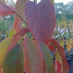 Schwarzer Tupelobaum Nyssa Sylvatica -GartenZauber Verkäufe Tupelobaum herbstf rbung