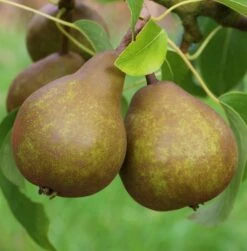 Uta Pyrus Communis `Uta´ -GartenZauber Verkäufe Uta