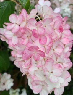Rispenhortensie `Vanille-Fraise´ Hydrangea Paniculata `Vanille Fraise´ -GartenZauber Verkäufe Vanille Fraise 2017