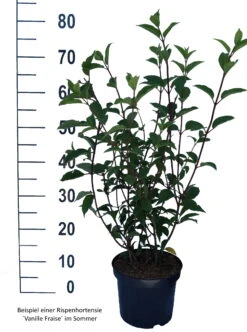 Rispenhortensie `Vanille-Fraise´ Hydrangea Paniculata `Vanille Fraise´ -GartenZauber Verkäufe Vanille Fraise weiss