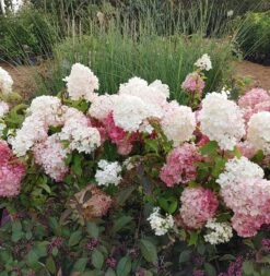 Rispenhortensie `Vanille-Fraise´ Hydrangea Paniculata `Vanille Fraise´ -GartenZauber Verkäufe Vanille Fraise22
