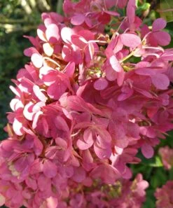 Rispenhortensie `Vanille-Fraise´ Hydrangea Paniculata `Vanille Fraise´ -GartenZauber Verkäufe Vanille fraise August