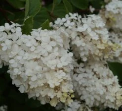 Rispenhortensie `Vanille-Fraise´ Hydrangea Paniculata `Vanille Fraise´ -GartenZauber Verkäufe Vanille fraise Juli
