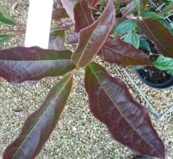 Amerikanischer Schneeball `Brandywine´ Viburnum Nudum `Brandywine´ 14 Amerikanischer Schneeball `Brandywine´ Viburnum Nudum `Brandywine´ -GartenZauber Verkäufe Viburnum Brandywine Herbstf rbung