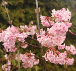 Duftender Winterschneeball `Dawn´ Viburnum Bodnantense `Dawn´ -GartenZauber Verkäufe Viburnum Dawn2
