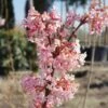 Duftender Winterschneeball `Dawn´ Viburnum Bodnantense `Dawn´ -GartenZauber Verkäufe Viburnum Dawn9