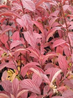 Duftender Winterschneeball `Dawn´ Viburnum Bodnantense `Dawn´ -GartenZauber Verkäufe Viburnum bodnantense dawn herbstf rbung