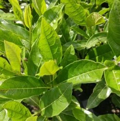 Amerikanischer Schneeball `Brandywine´ Viburnum Nudum `Brandywine´ 13 Amerikanischer Schneeball `Brandywine´ Viburnum Nudum `Brandywine´ -GartenZauber Verkäufe Viburnum nudum 2