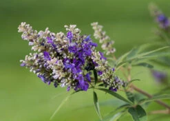Zwerg-Mönchspfeffer `Blue Puffball´ ® Vitex Agnus-castus 7 Zwerg-Mönchspfeffer `Blue Puffball´ ® Vitex Agnus-castus -GartenZauber Verkäufe Vitex BluePuffball 7