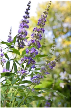 Mönchspfeffer Vitex Agnus Castus 13 Mönchspfeffer Vitex Agnus Castus -GartenZauber Verkäufe Vitex M nchspfeffer