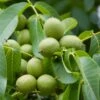 Walnuss `Fernette´ Juglans Regia -GartenZauber Verkäufe Waln sse am Baum