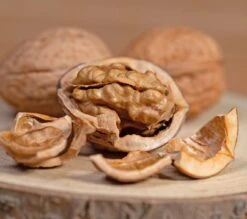 Walnuss `Franquette´ Juglans Regia `Franquette´