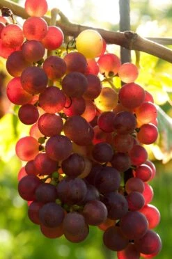 Suffolk Red, Pilzfeste Weinrebe Vitis `Suffolk Red´