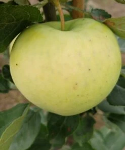 Weißer Klarapfel Malus Domestica -GartenZauber Verkäufe Weisser Klarapfel 1