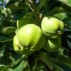 Weißer Klarapfel Malus Domestica -GartenZauber Verkäufe Weisser Klarapfel7v9jZZWzDc846