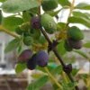 Sibirische Blaubeere / Honigbeere `Wojtek´ Lonicera Kamtschatica `Wojtek´ -GartenZauber Verkäufe Wojtek sibirische blaubeere