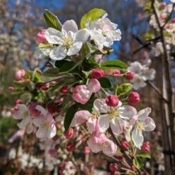 Zierapfel `Evereste´ Malus 11 Zierapfel `Evereste´ Malus -GartenZauber Verkäufe Zierapfel Evereste