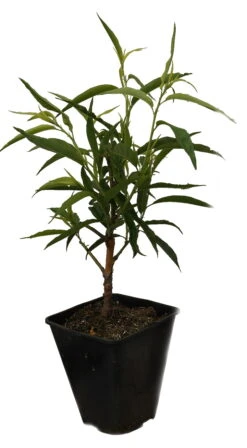 Zierpfirsich `Taoflora ® White´ (mit Essbaren Früchten) Prunus Persica `Taoflora ® White´ -GartenZauber Verkäufe Zierpfirisch Taoflora white