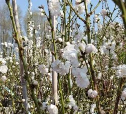 Zierpfirsich `Taoflora ® White´ (mit Essbaren Früchten) Prunus Persica `Taoflora ® White´ -GartenZauber Verkäufe Zierpfirsich weiss4