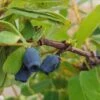 Sibirische Blaubeere / Honigbeere `Zojka Lonicera Kamtschatica `Zojka´