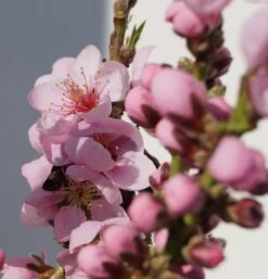 Zwergnektarine `Rubis® Necta ZeeⓈ´ Prunus Nucipersica -GartenZauber Verkäufe Zwerg nektarine bl te