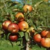 Zwergapfel Delgrina (R) Malus Domestica `Delgrina´ -GartenZauber Verkäufe Zwergapfel