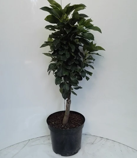 Zwergbirne Helenchen Pyrus Communis `Helenchen´ 4 Zwergbirne Helenchen Pyrus Communis `Helenchen´ – Bild 2