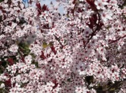 Zwergblutpflaume Prunus Cistena -GartenZauber Verkäufe Zwergblutpflaume Bl tezeit