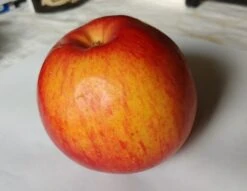 Schöner Aus Nordhausen Malus Domestica `Schöner Aus Nordhausen´ 8 Schöner Aus Nordhausen Malus Domestica `Schöner Aus Nordhausen´ -GartenZauber Verkäufe apFEL