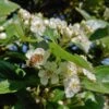 Apfeldorn Crataegus Lavallei `Carrierei´ -GartenZauber Verkäufe apfeldorn 3