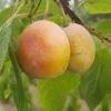 Aprimira Prunus Domestica Subsp. Syriaca `Aprimira´ -GartenZauber Verkäufe aprimira