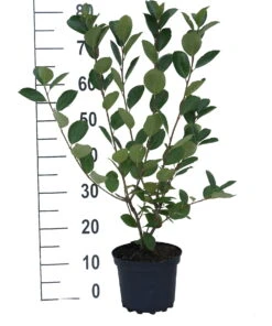 Aronia- Apfelbeere Nero Aronia Prunifolia `Nero´ -GartenZauber Verkäufe aronia neroiiPvXE42DygxM