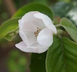 Tafelquitte Ayva® - Süßquitte, Kann Roh Verzehrt Werden Cydonia `Ayva´ -GartenZauber Verkäufe ayva bl te