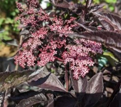 Rotblättriger Holunder `Black Beauty´ Sambucus Nigra `Black Beauty´ -GartenZauber Verkäufe black beauty2