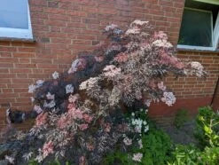 Holunder Black Lace ® Sambucus Nigra `Black Lace´ 12 Holunder Black Lace ® Sambucus Nigra `Black Lace´ -GartenZauber Verkäufe black lace6