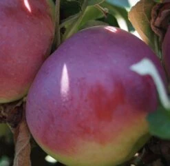 Säulenapfel `McIntosh Wijcik´ Malus Domestica `Wijcik´