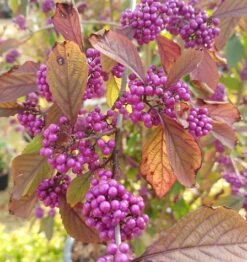 Schönfrucht, Liebesperlenstrauch Callicarpa Bodinieri `Profusion´ -GartenZauber Verkäufe callicarpa