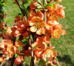 Nordische Zitrone, Zierquitte `Cido´ Chaenomeles Japonica `Cido´ -GartenZauber Verkäufe cido 1
